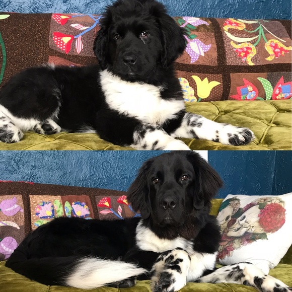 Meet your Posher, Emily - Picture 4 of 4